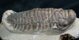 Bargain Crotalocephalina Trilobite - #7961-1